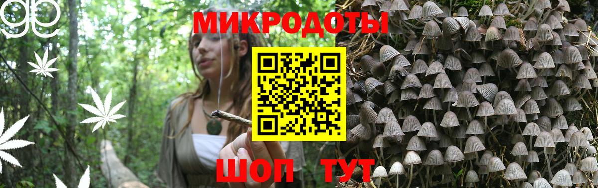 Псилоцибиновые грибы Psilocybe Орск
